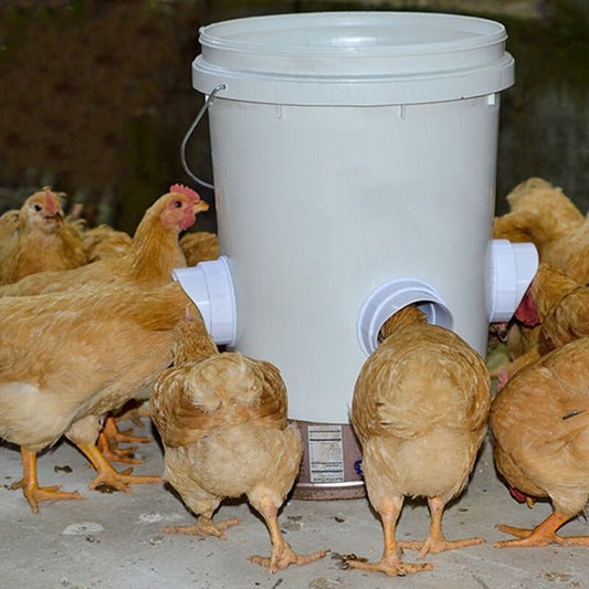 commsmarket-(🔥2024 NEW-50% OFF)DIY Chicken Feeder